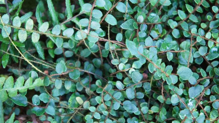 8 Cat-Safe Plants for a Cat-Friendly Home