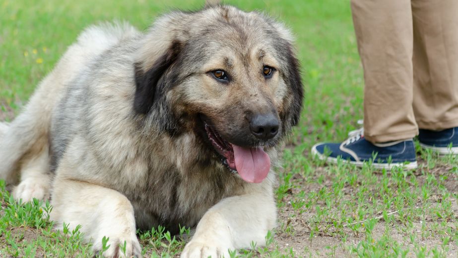 15 Best Guard Dog Breeds to Protect Your Home