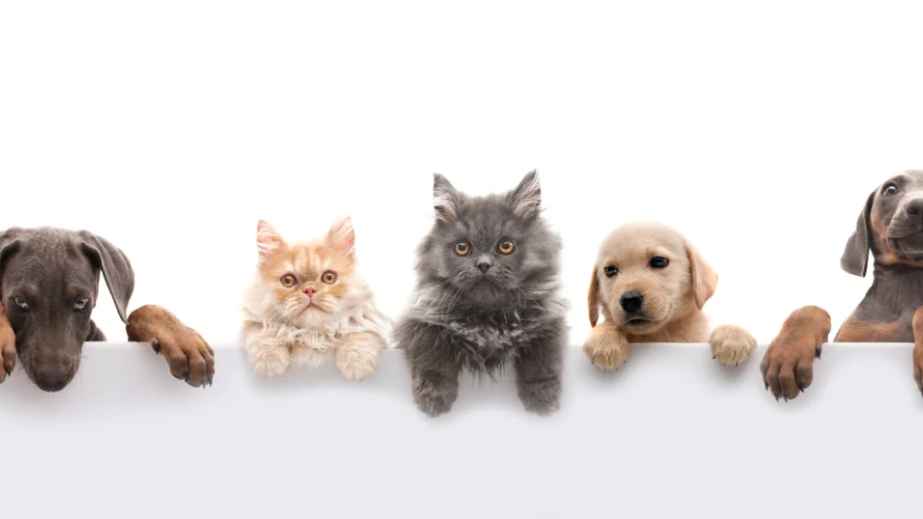 8 Cat-Safe Plants for a Cat-Friendly Home