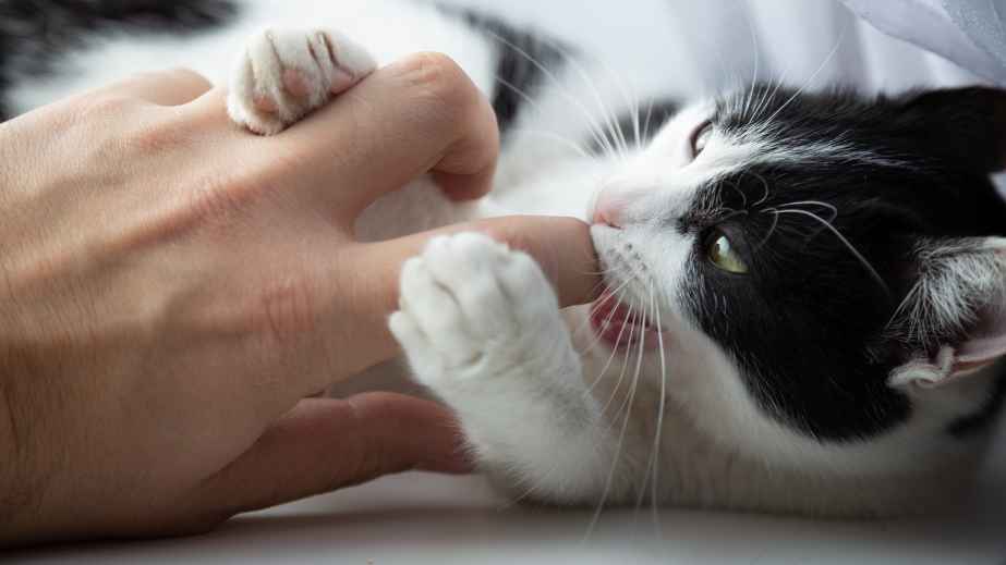 10 Pet Peeves That Owners Say Their Beloved Pets Have, Do Yours?