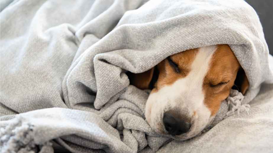 10 Pet Peeves That Owners Say Their Beloved Pets Have, Do Yours?