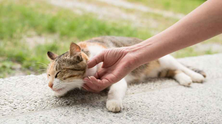 10 Pet Peeves That Owners Say Their Beloved Pets Have, Do Yours?
