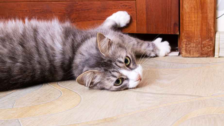 10 Pet Peeves That Owners Say Their Beloved Pets Have, Do Yours?