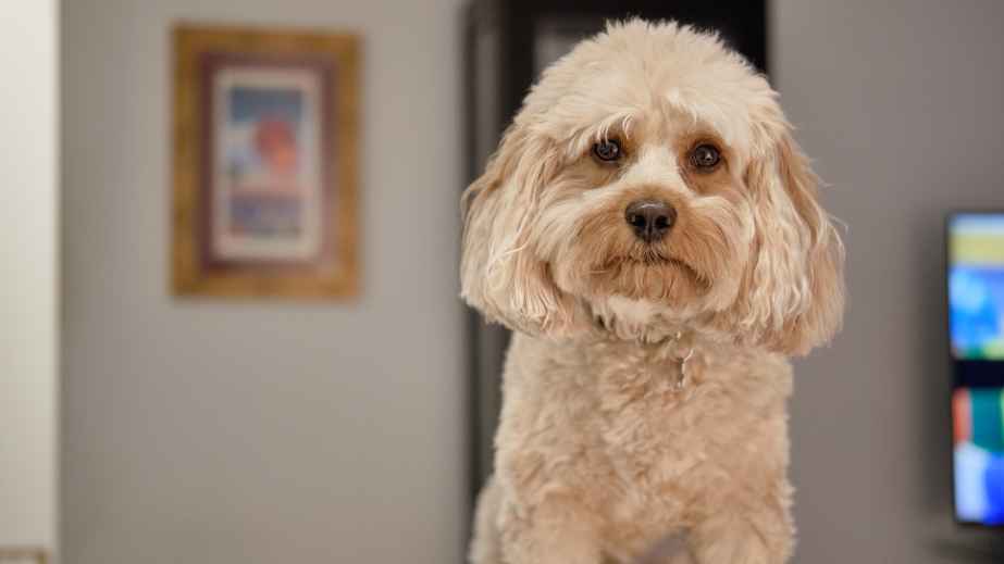 10 Pet Peeves That Owners Say Their Beloved Pets Have, Do Yours?