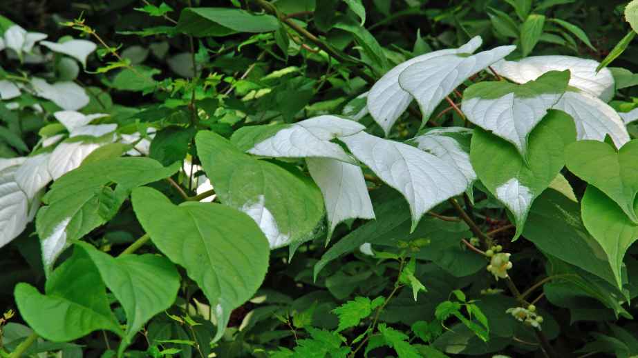 8 Cat-Safe Plants for a Cat-Friendly Home