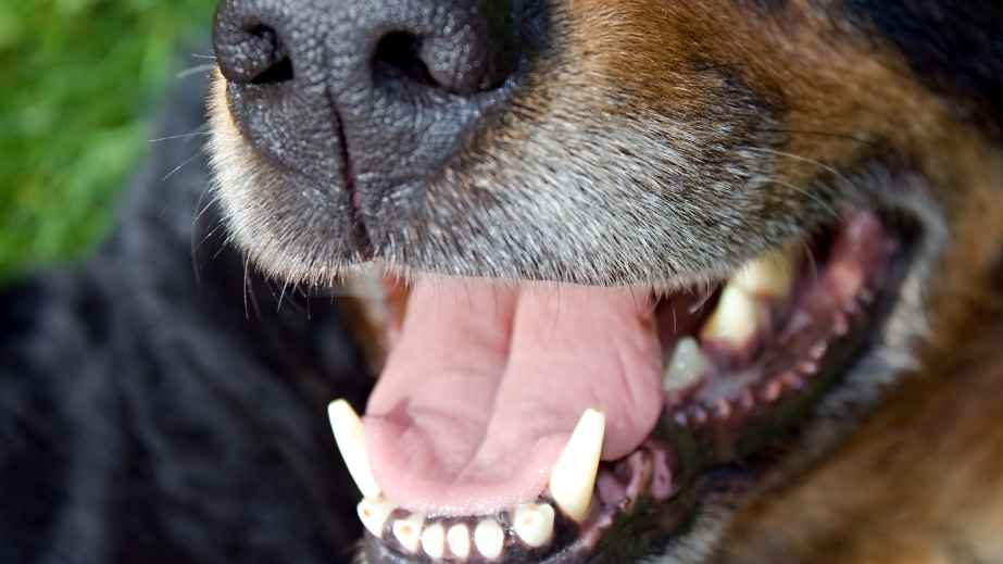 19 Common “Facts” About Dogs That Are Actually False