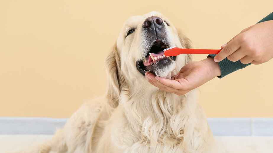19 Common “Facts” About Dogs That Are Actually False