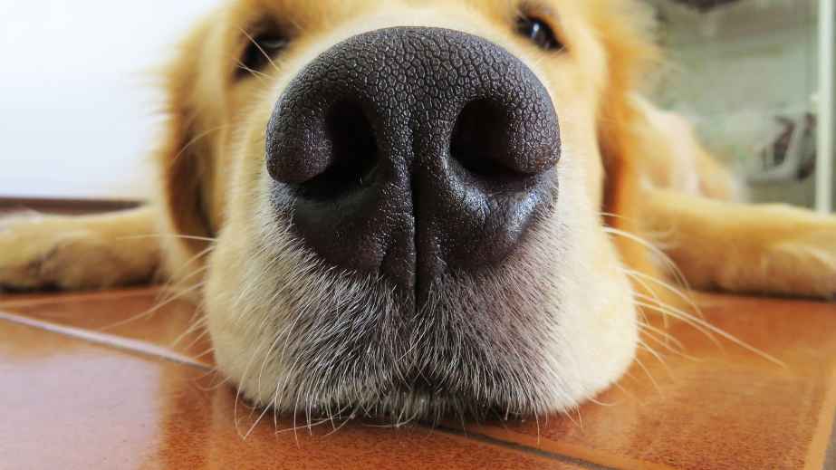 19 Common “Facts” About Dogs That Are Actually False