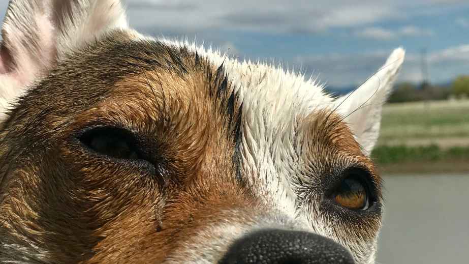 19 Common “Facts” About Dogs That Are Actually False