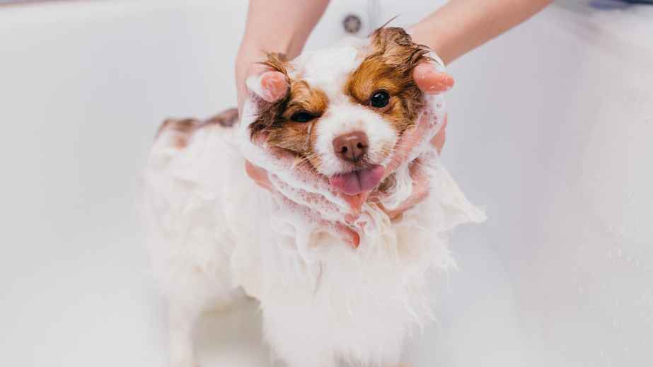 19 Common “Facts” About Dogs That Are Actually False