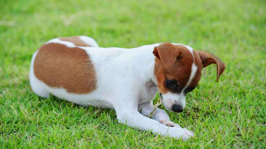 19 Common “Facts” About Dogs That Are Actually False