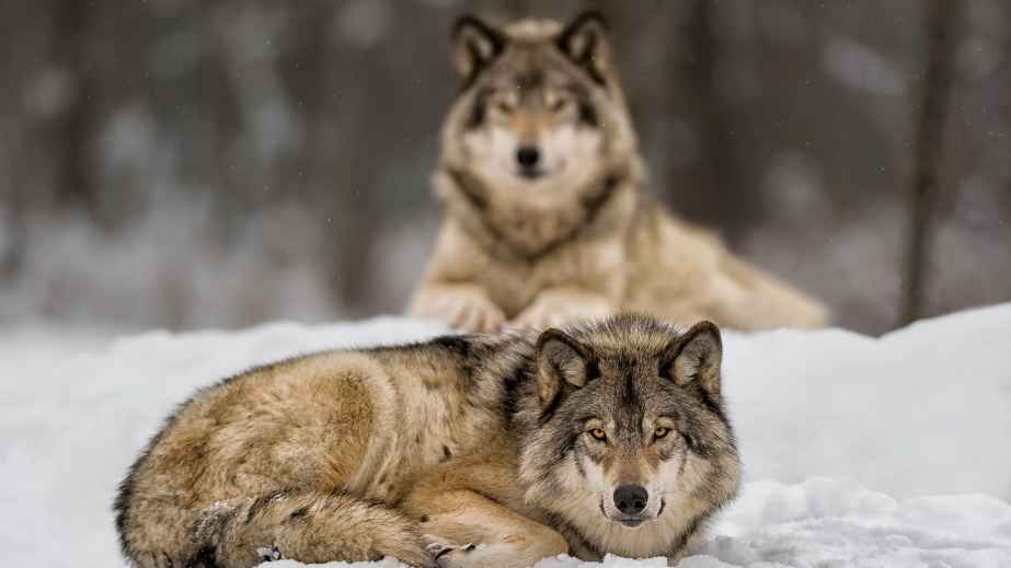 15 Misconceptions About Animals Perpetuated by Pop Culture