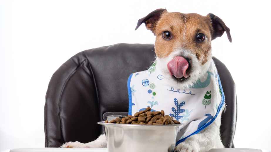19 Common “Facts” About Dogs That Are Actually False