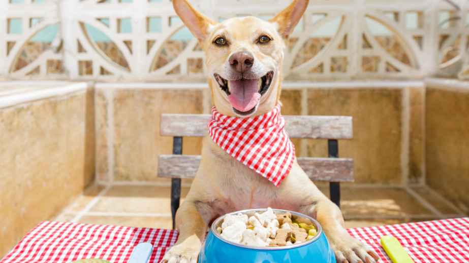 19 Common “Facts” About Dogs That Are Actually False