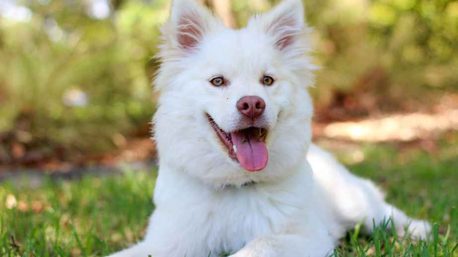 19 Common “Facts” About Dogs That Are Actually False