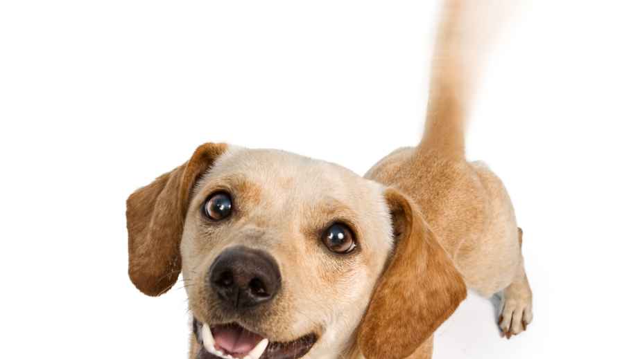 19 Common “Facts” About Dogs That Are Actually False