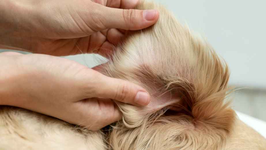19 Common “Facts” About Dogs That Are Actually False