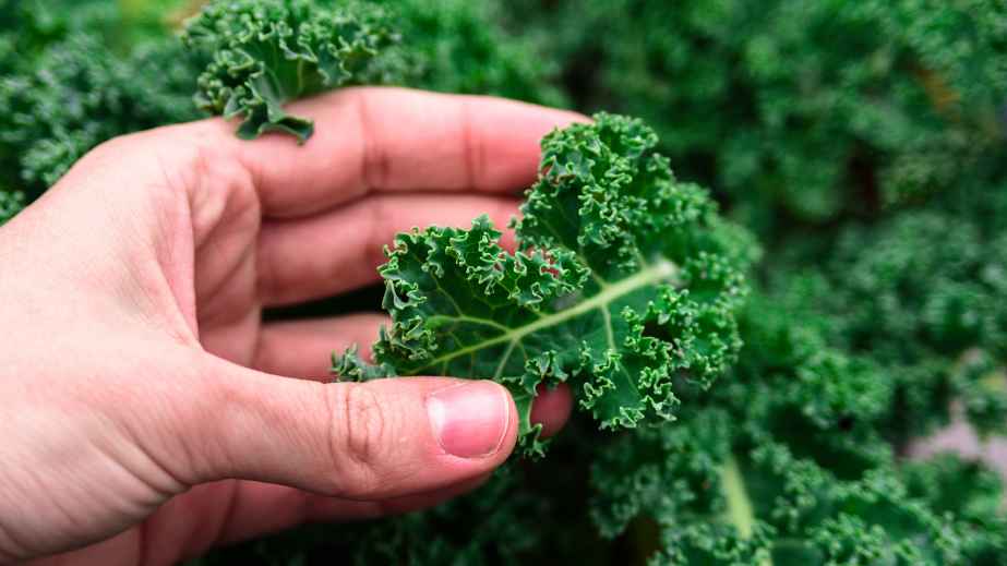 29 Foods We Believe Have Earned Their Fame