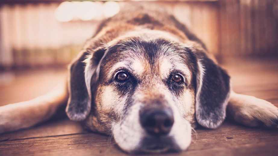 19 Common “Facts” About Dogs That Are Actually False