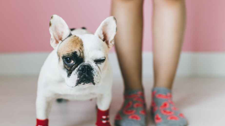 19 Common “Facts” About Dogs That Are Actually False