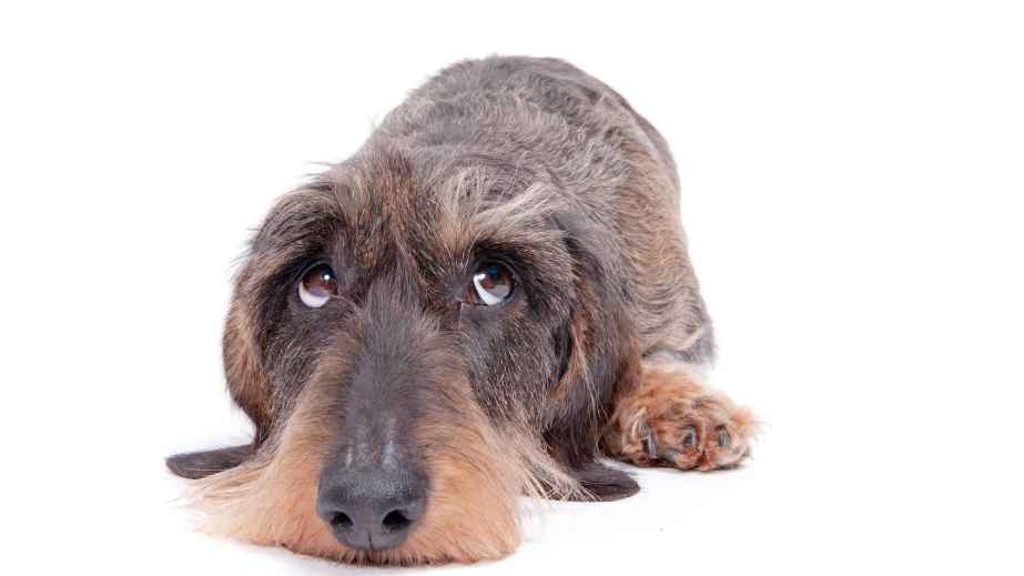 19 Common “Facts” About Dogs That Are Actually False