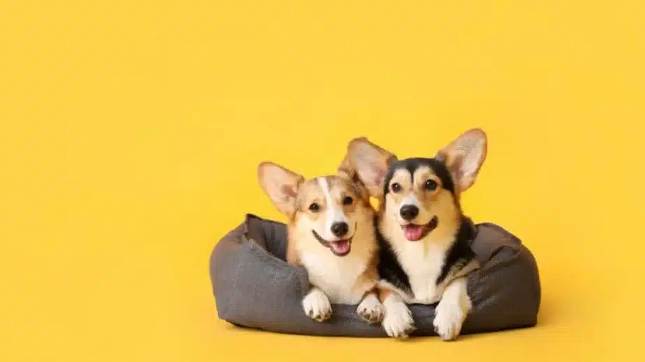 The 13 Best Calming Dog Beds of 2023