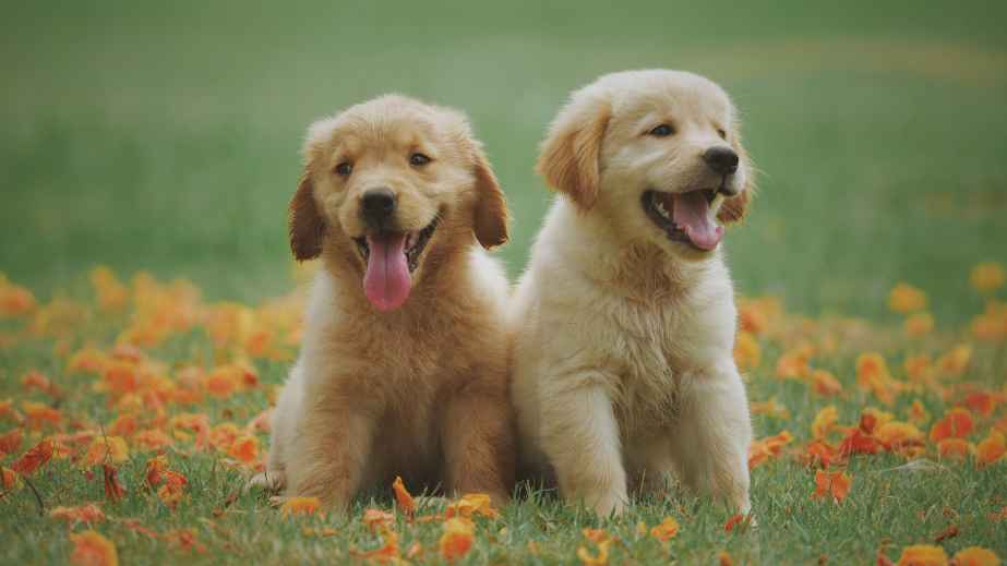 19 Common “Facts” About Dogs That Are Actually False