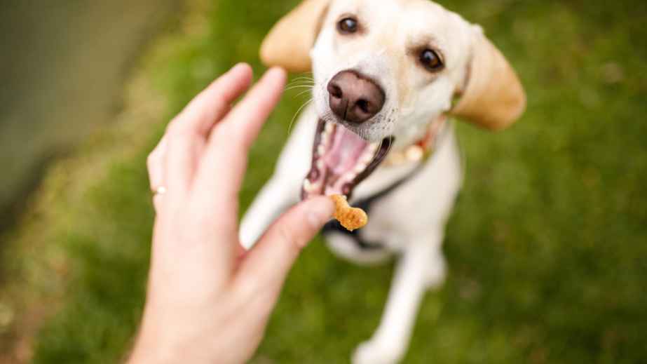 19 Common “Facts” About Dogs That Are Actually False