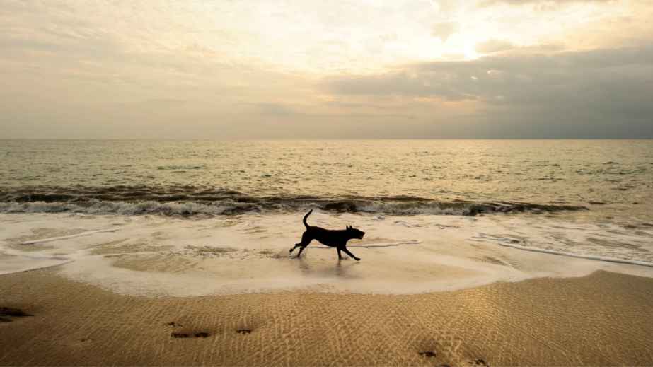 dog in the beach