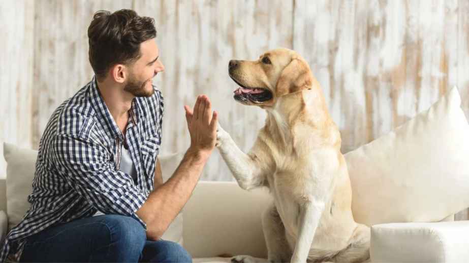 15 Easiest Tricks to Teach Your Dog