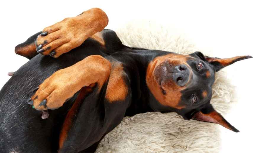 The Evergreen Question, “Why Are Dogs So Happy?”