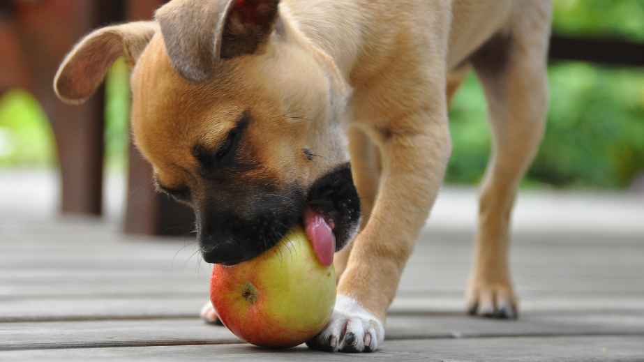 20 Human Foods Dogs Can Eat