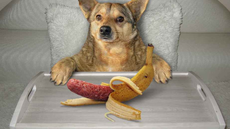 20 Human Foods Dogs Can Eat
