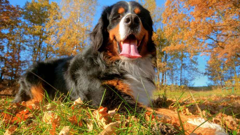 12 Best Dogs for Anxiety