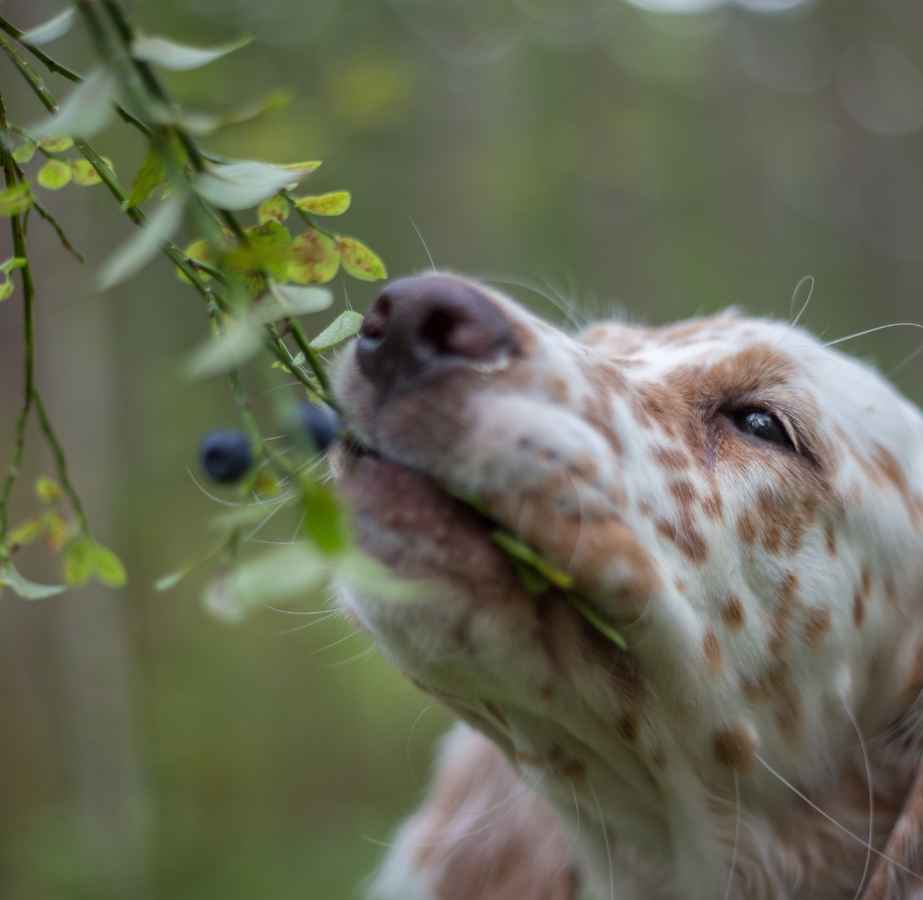 20 Human Foods Dogs Can Eat
