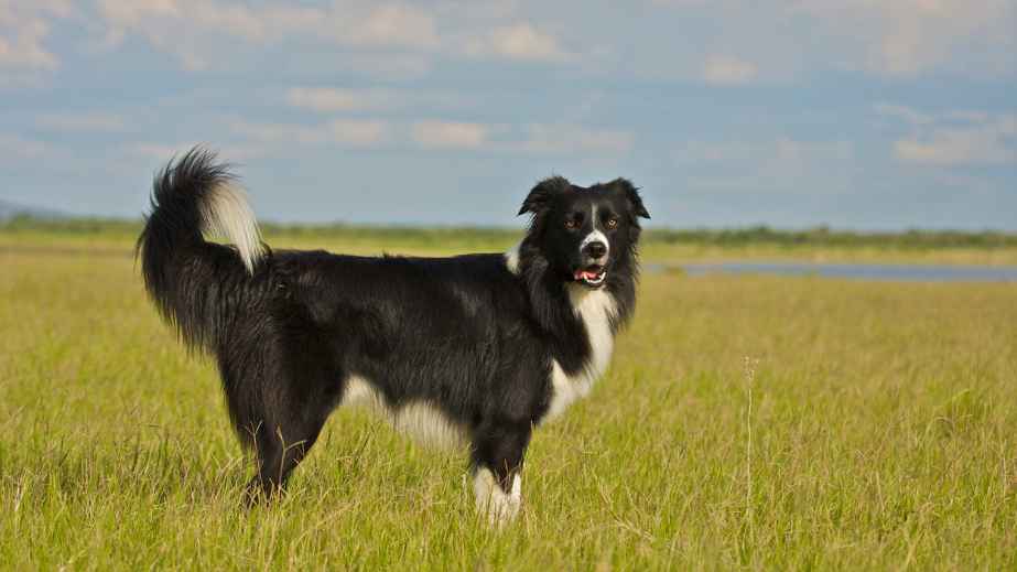 12 Best Dogs for Anxiety