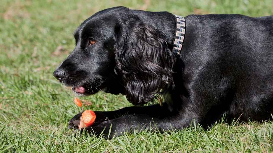 20 Human Foods Dogs Can Eat
