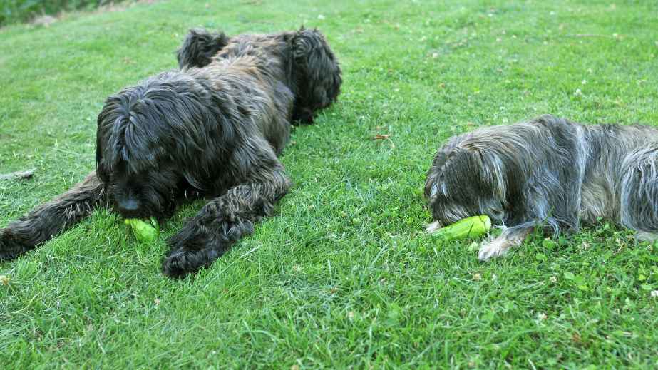 20 Human Foods Dogs Can Eat