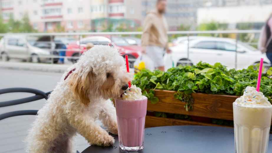 23 Household Items That Can Kill a Dog Instantly