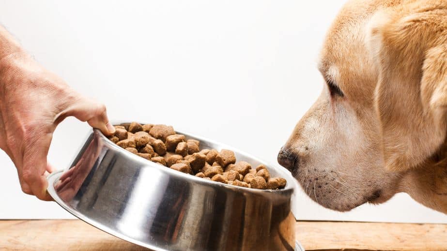 12 Common Dog Myths That Just Aren’t True