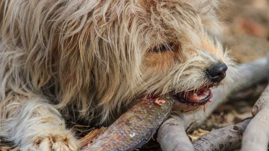 20 Human Foods Dogs Can Eat
