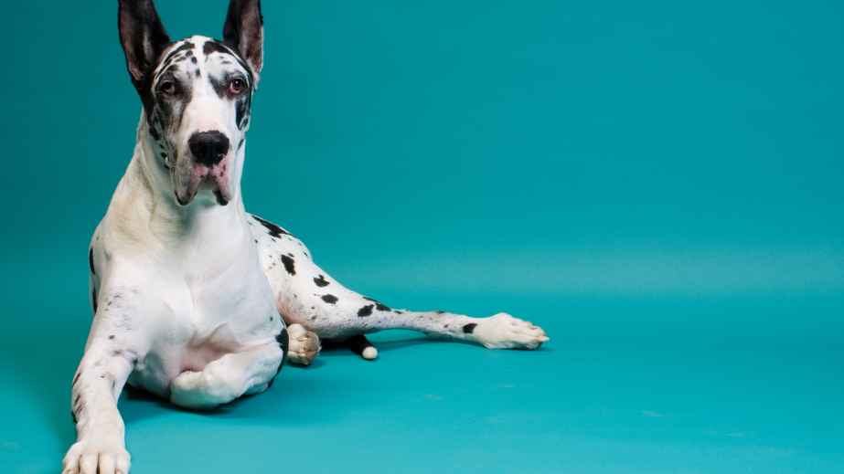 12 Best Dogs for Anxiety