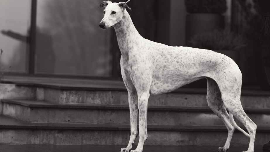 12 Best Dogs for Anxiety