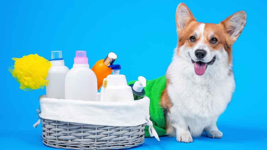 23 Household Items That Can Kill a Dog Instantly
