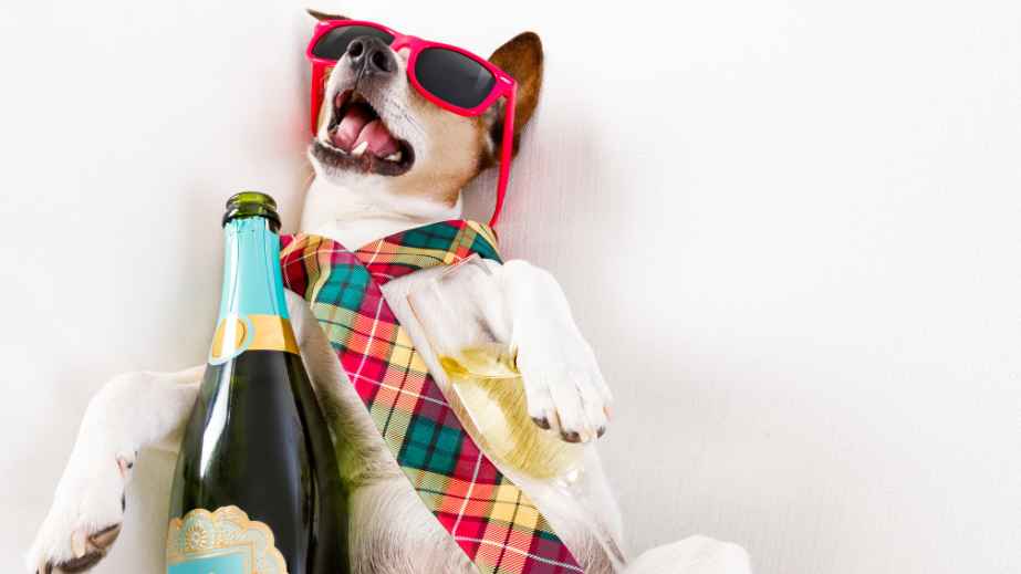 23 Household Items That Can Kill a Dog Instantly