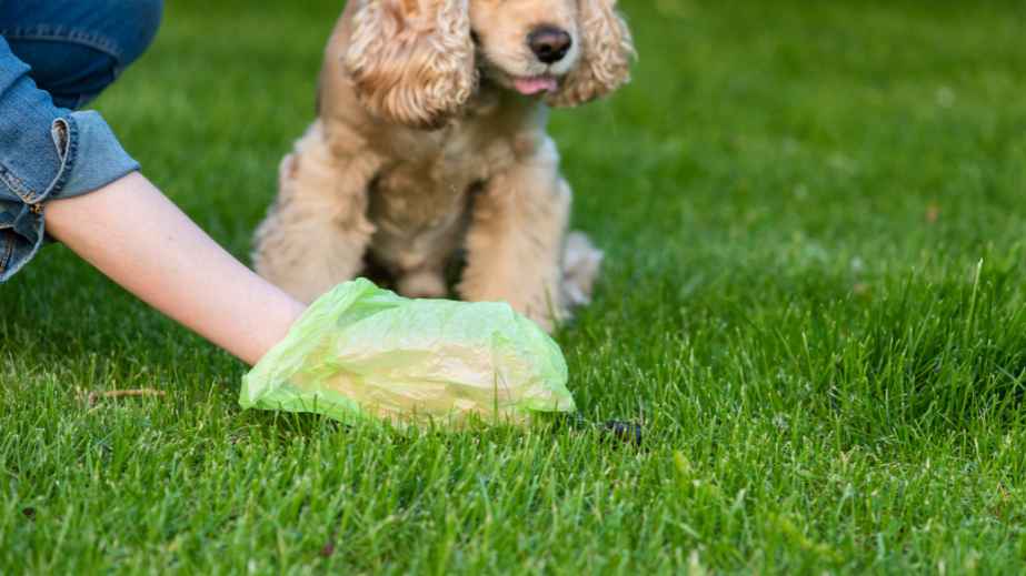 23 Household Items That Can Kill a Dog Instantly