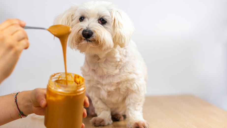 20 Human Foods Dogs Can Eat