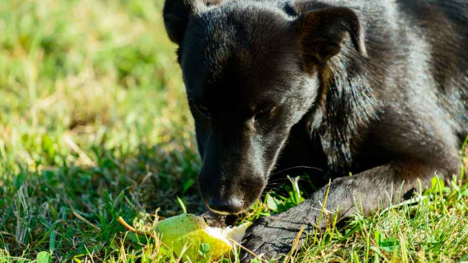 20 Human Foods Dogs Can Eat