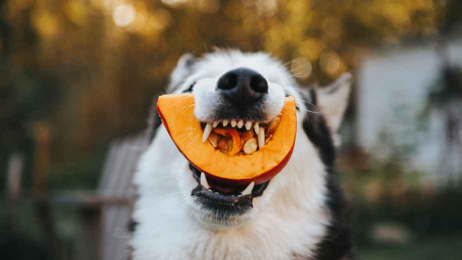20 Human Foods Dogs Can Eat