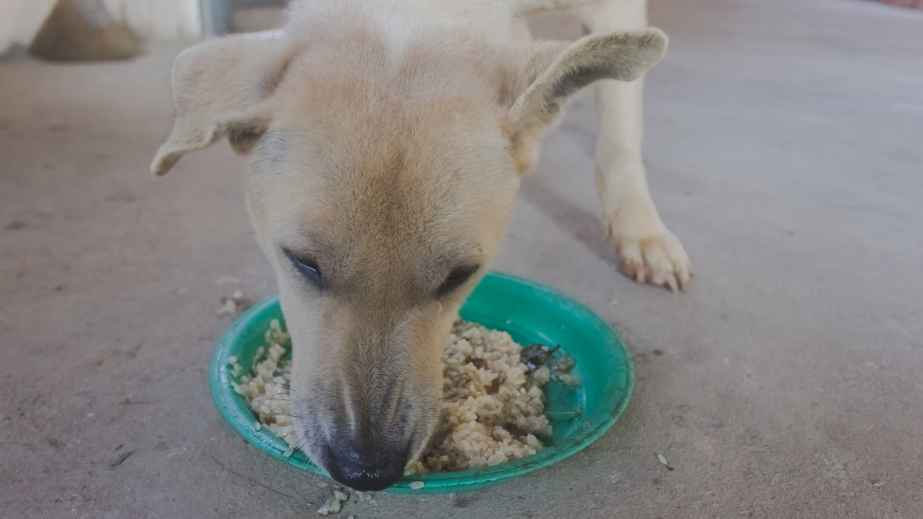 20 Human Foods Dogs Can Eat